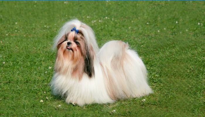 Shih tzu