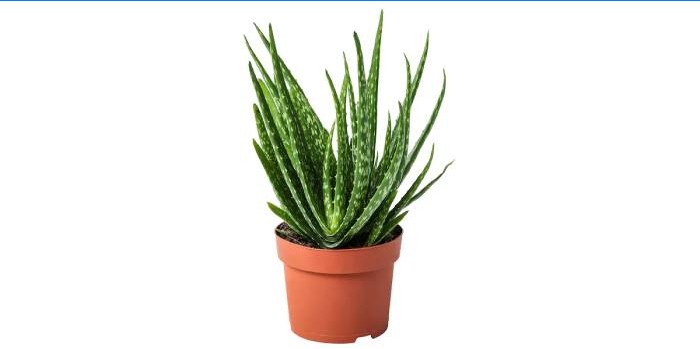 Aloe vera