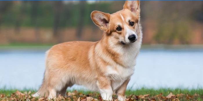 Welsh Corgi