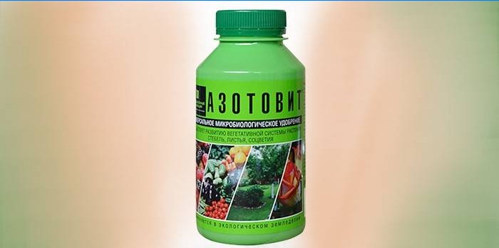 Biofertilizer Azotovit v banke