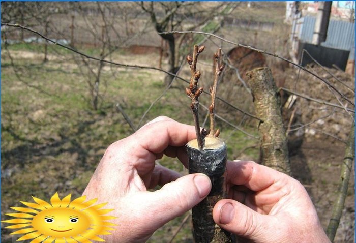 DIY prerezávanie a tvarovanie ovocných stromov