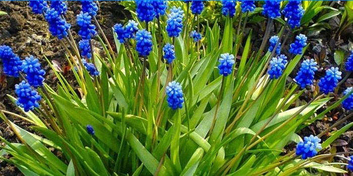 Voňavý Muscari