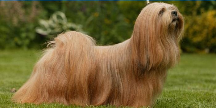 Hladký Lhasa Apso