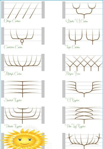 Ovocné stromy Trellis - originálna kompaktná záhrada