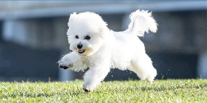 Bichon Frize