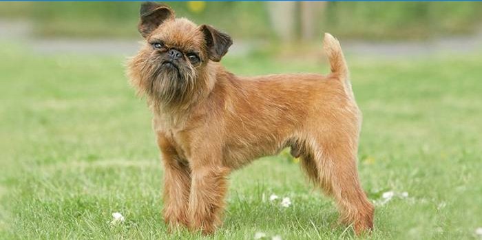 Pes Brusel Griffon