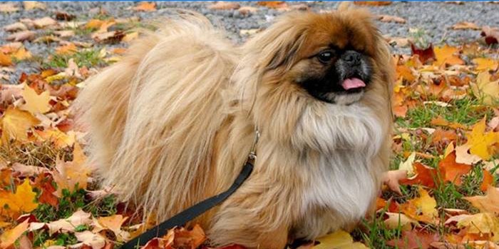 Dospelý Pekingese