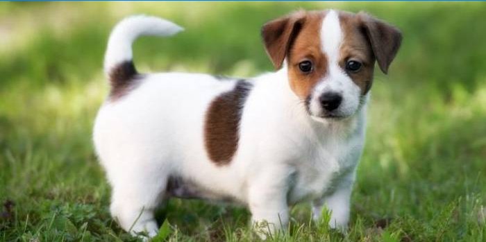 Jack Russell Terrier Puppy