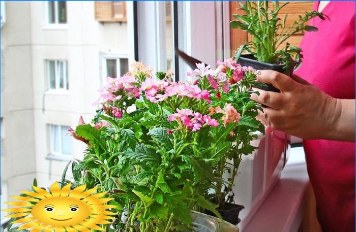 Zimná záhrada na balkóne alebo záhradníctvo na balkóne vlastnými rukami