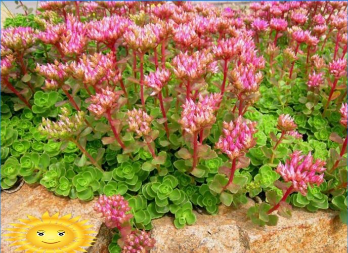 Sedum nepravdivé