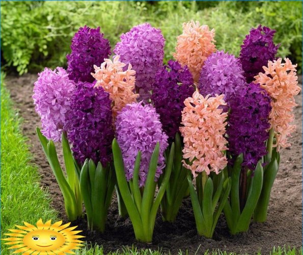 hyacinty