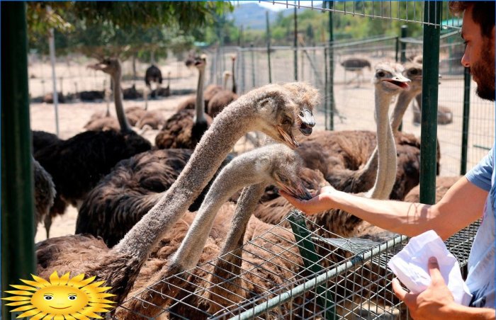 Pštrosy: vlastnosti chovu a údržby