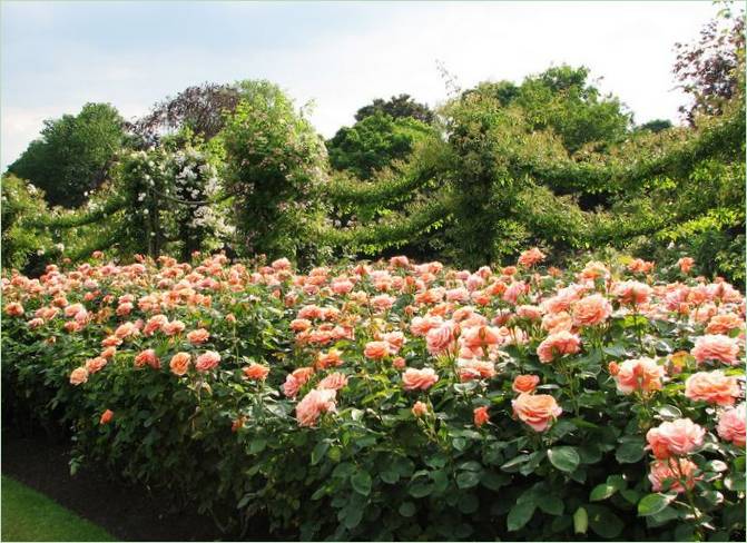 Regents Park Landscaping v Londýne