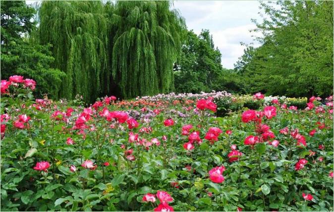 Regents Park Landscaping v Londýne