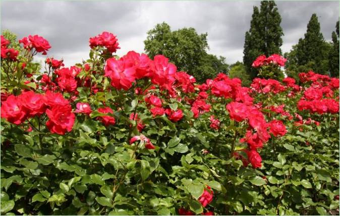 Regents Park Landscaping v Londýne