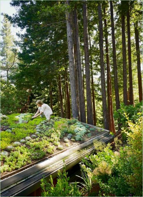 Útulné chaty medzi stromami Mill Valley Cabins v Kalifornii, USA