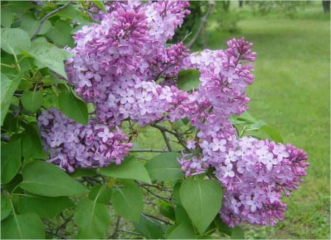 Nezvyčajný nápad pre záhradu. Lilac