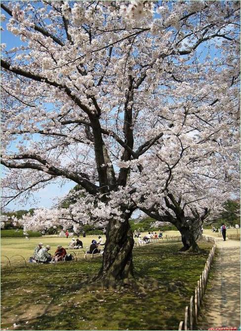 Záhrada Koraku-en v Japonsku