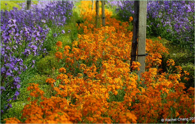 Múzeum California Filoli Gardens Manor