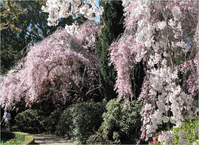 Múzeum California Filoli Gardens