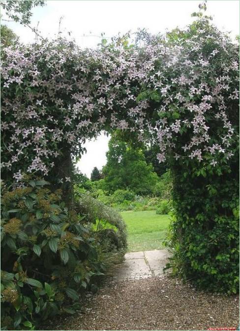 Anglické záhrady Denmans Lane Gardens