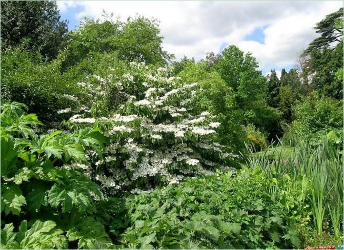 Denmans Lane Gardens