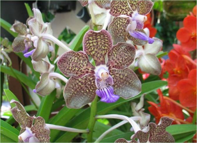 Orchideová záhrada v Kuala Lumpure