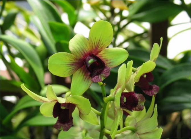 Orchideová záhrada v Kuala Lumpur