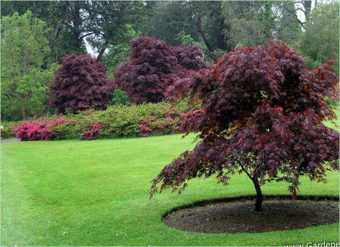 Mount Congreve Arboretum