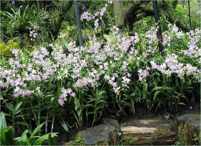 Orchideová záhrada v Kuala Lumpur