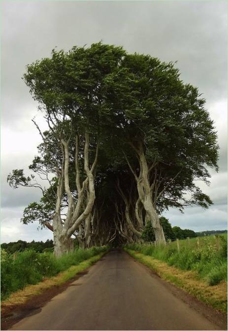 Buková aleja Dark Hedges zo seriálu Hra o tróny